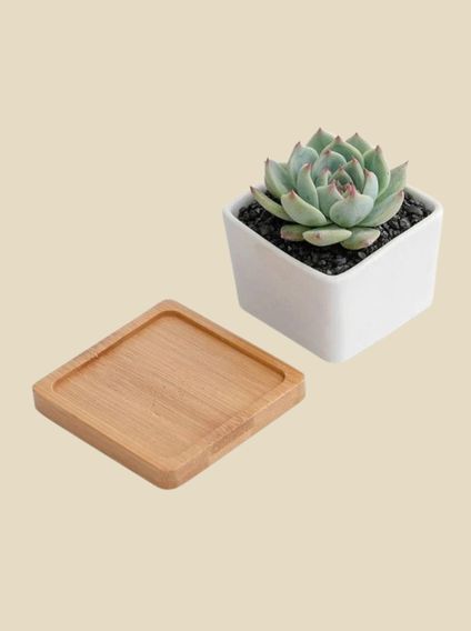 اوعية النباتات