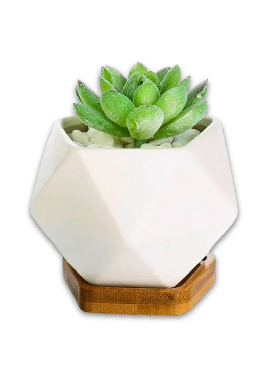 Mini Geometric Indoor Plant Pot with Bamboo Tray & Drainage Hole – Small Succulent Planter for Desk, Office, or Home Garden (Plant Not Included)