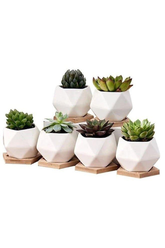6 Pcs Geometric Succulent Indoor Flower Pots, Set of 6 White Ceramic Succulent Minimalist Plant Pot with Bamboo Tray (Plants NOT Included) - Fatio General Trading
