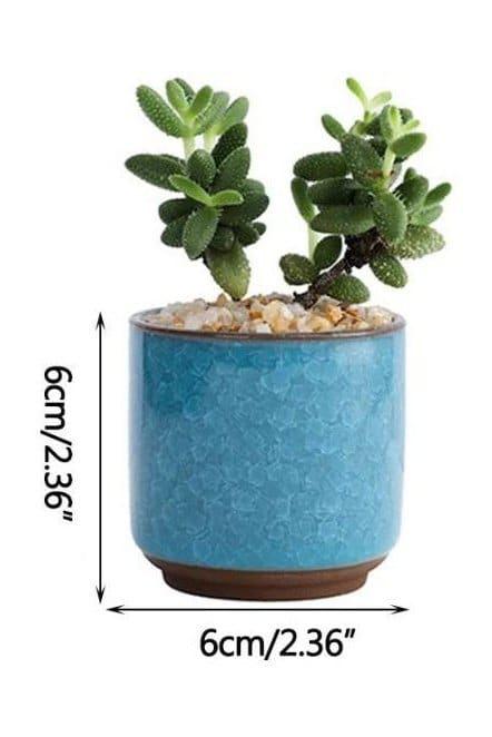 6pcs Small Succulent Plant Pots Plant Container Small Flower pot for Store Office Living Room Interior Design (plant not included) - Fatio General Trading