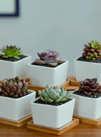 وعاء نباتات عصارية أبيض مع صينية من الخيزران وفتحة تصريف للمكتب والحديقة المنزلية (النبات غير متضمن)