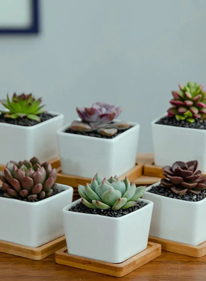 وعاء نباتات عصارية أبيض مع صينية من الخيزران وفتحة تصريف للمكتب والحديقة المنزلية (النبات غير متضمن)