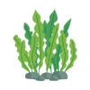 Algae extract