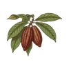 Cacao Butter