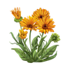 Calendula Extract