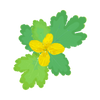Celandine extract