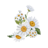 Chamomile