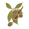 Horse chestnut seed extract