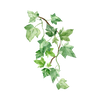 Common ivy