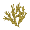 Fucus extract