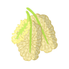 Morus Alba Extract