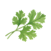 Parsley Extract
