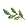 Prunus Persica Leaf Extract