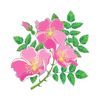 Rosa Canina Extract