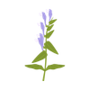 Scutellaria Extract