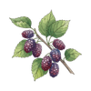 White Mulberry