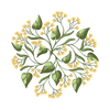 Linden Extract (Tilia Cordata Extract)