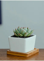 وعاء نباتات عصارية أبيض مع صينية من الخيزران وفتحة تصريف للمكتب والحديقة المنزلية (النبات غير متضمن)