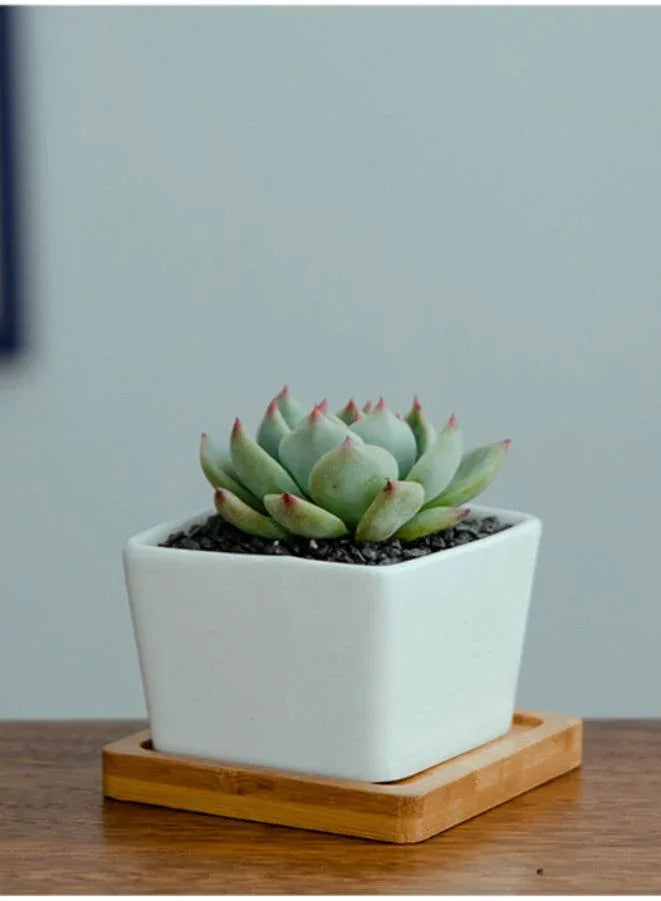 وعاء نباتات عصارية أبيض مع صينية من الخيزران وفتحة تصريف للمكتب والحديقة المنزلية (النبات غير متضمن)