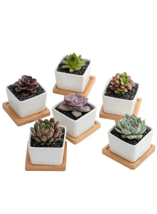6 Pcs Geometric Succulent Indoor Flower Pots, Set of 6 White Ceramic Succulent Square Plant Pots with Bamboo Tray (Plants NOT Included) - Fatio General Trading