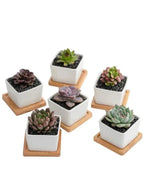 6 Pcs Geometric Succulent Indoor Flower Pots, Set of 6 White Ceramic Succulent Square Plant Pots with Bamboo Tray (Plants NOT Included) - Fatio General Trading