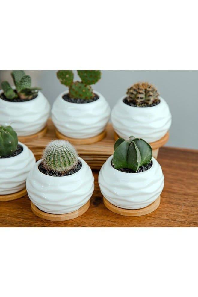 6 Pcs Geometric Succulent Indoor Flower Pots, Set of 6 White Ceramic Succulent Wave Design Plant Pots with Bamboo Tray (Plants NOT Included) - Fatio General Trading