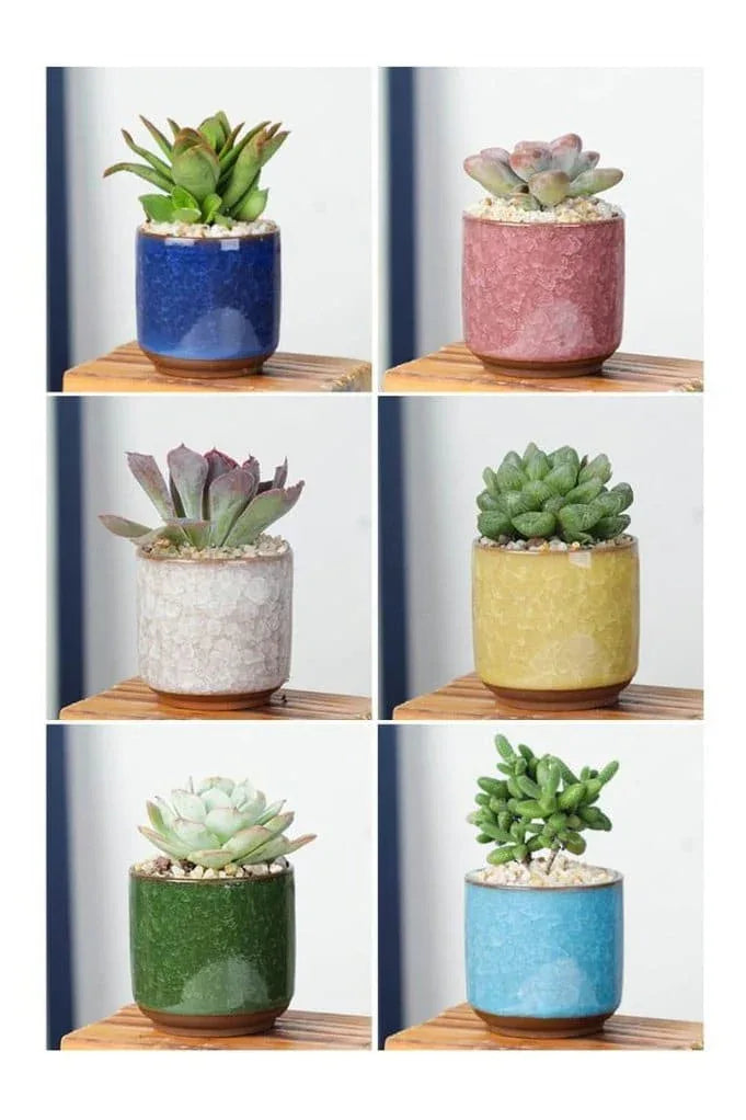 6pcs Small Succulent Plant Pots Plant Container Small Flower pot for Store Office Living Room Interior Design (plant not included) - Fatio General Trading